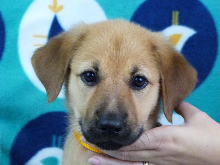 chinook puppy